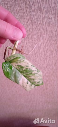 Рафидофора Пуберула