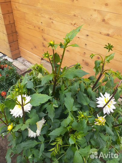 Георгины клубни