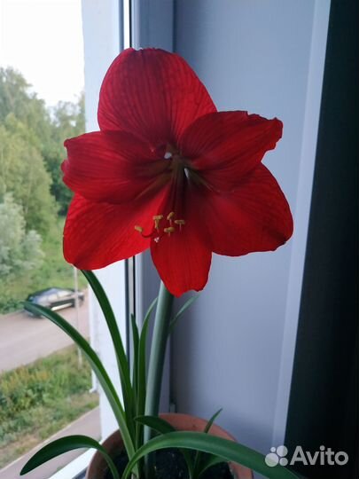 Гиппиаструм