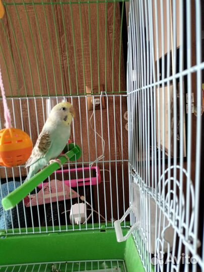 Волнистый попугай девочка