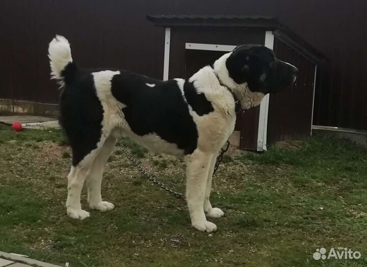 Алабай на вязку