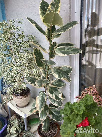 Комнатные цветы фикус и другие