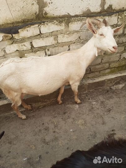 Козы на молоко