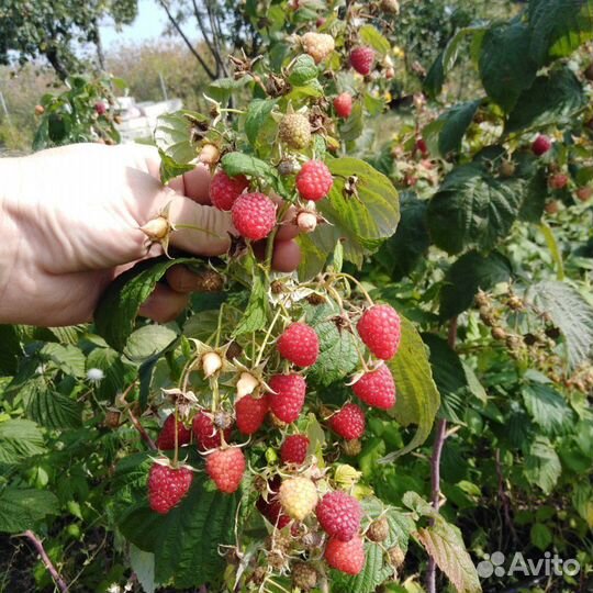 Саженцы ремонтантной малины Полька