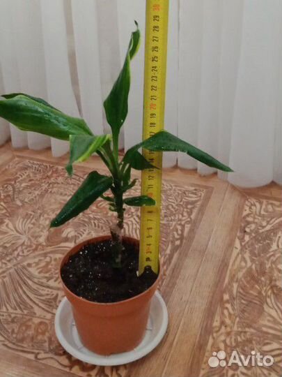 Пальма драцена вариегатная