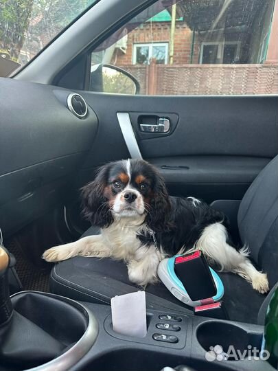 Милейший чистокровный кавалер в семью