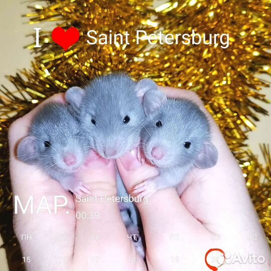 Крыса Крысята, редкого окраса дамбо Бронь