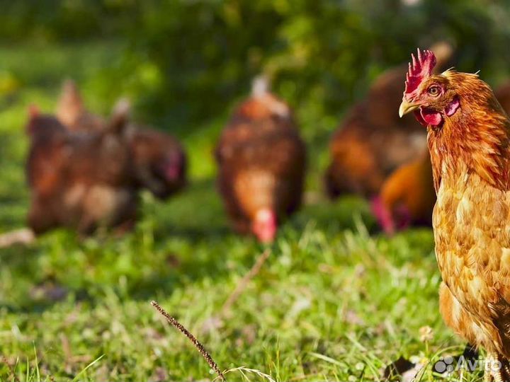 Куры несушки