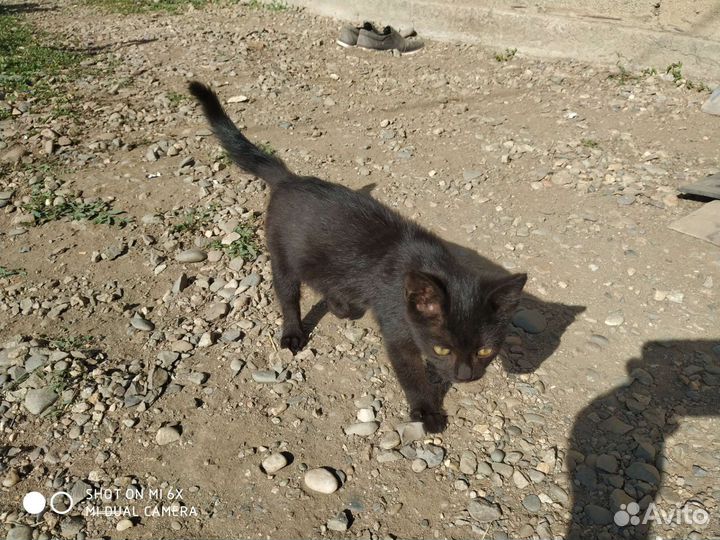 Кошка в добрые руки