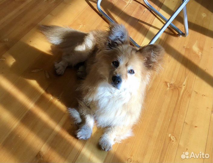 Собака в добрые руки