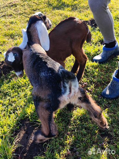 Козлята камори- нубийские