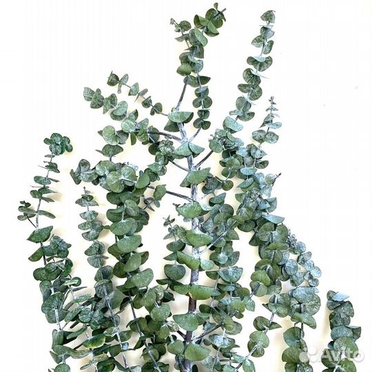 Эвкалипт стабилизированный