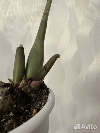 Замиокулькас