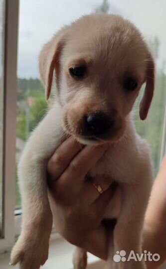Собаки щенки