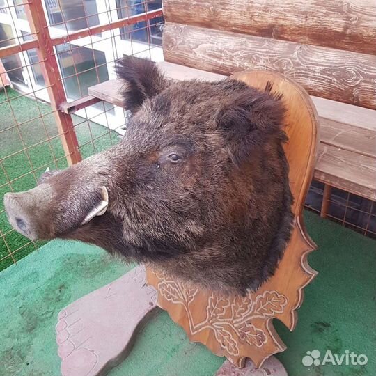 Продам чучелу кабана