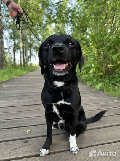 Собака в добрые руки