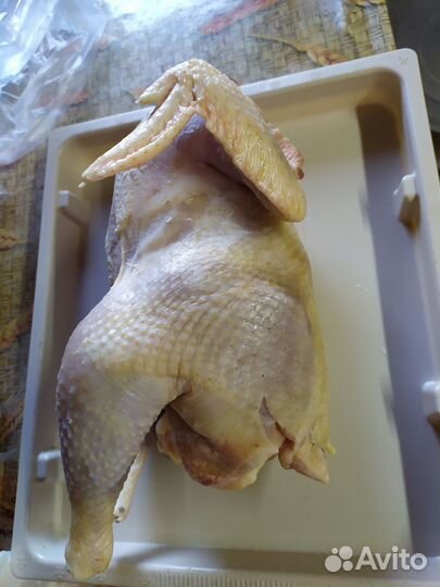 Курица домашняя,петушки