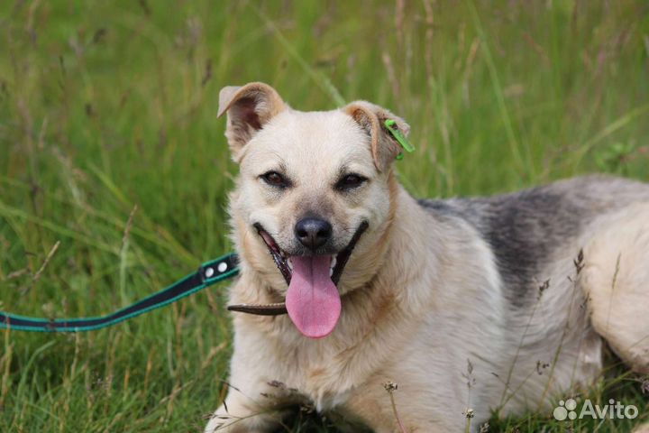 Милая Леся, стерилизована