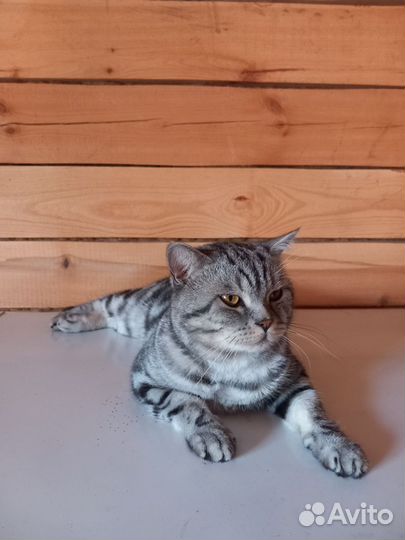 Шотландский кот вязка