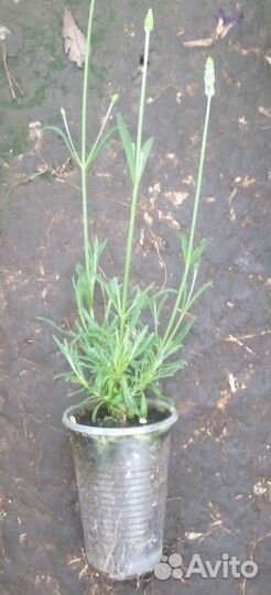 Лавандин саженцы