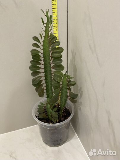 Молочай красный