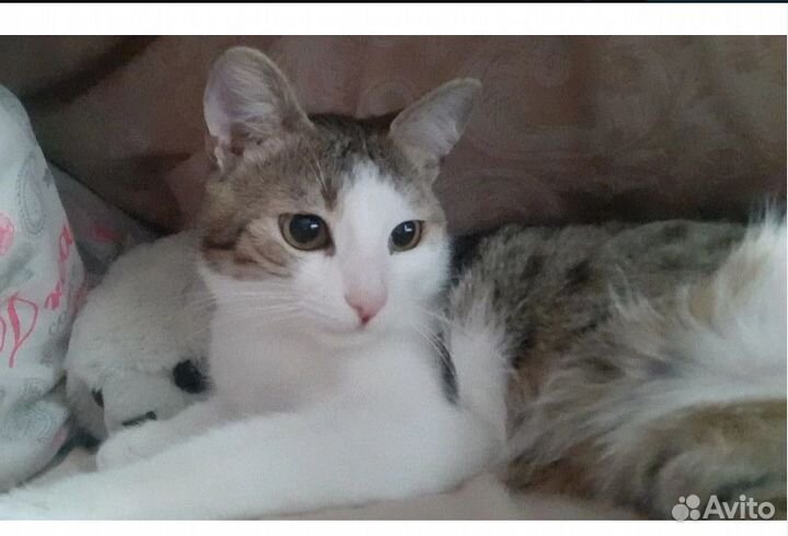 Красивый котик ищет старых или новых хозяев