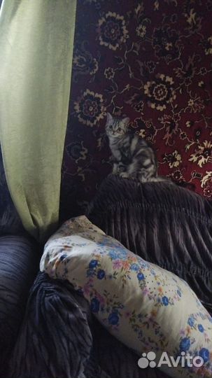 Шотландский котёнок