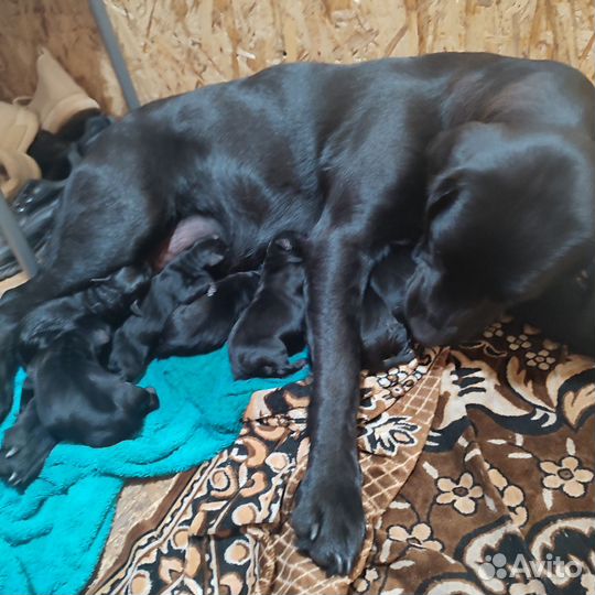 Щенки Лабрадора черные