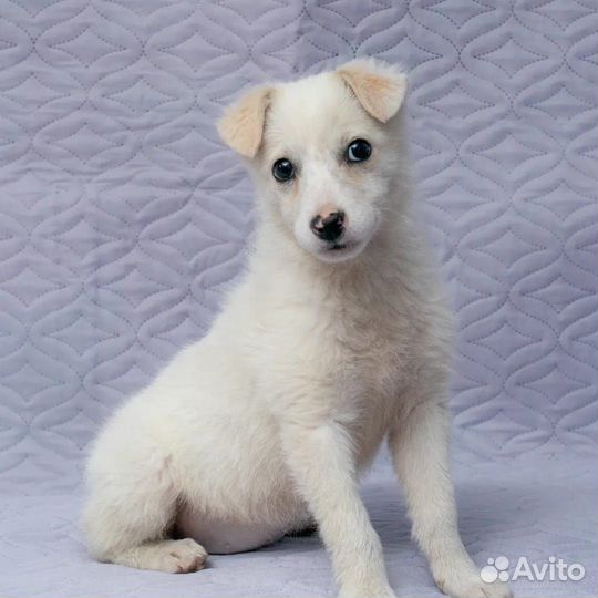 Белочка в дар