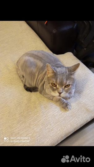 Стрижка кошек