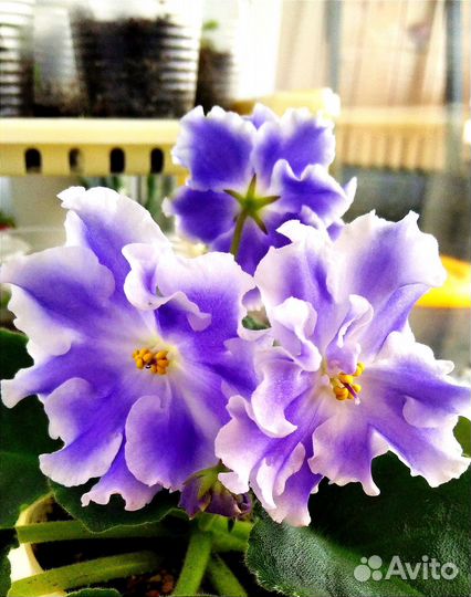 Фиалка. Лист с корешками