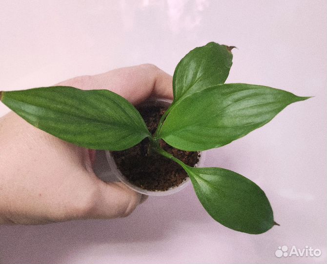 Спатифиллумв сортовые