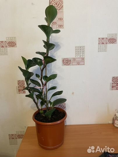 Пеперомия туполистная