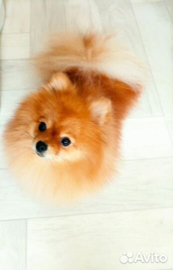 Шпиц вязка девочка