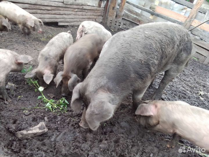 Хряк Вязка