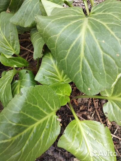 Бадан толстолистный