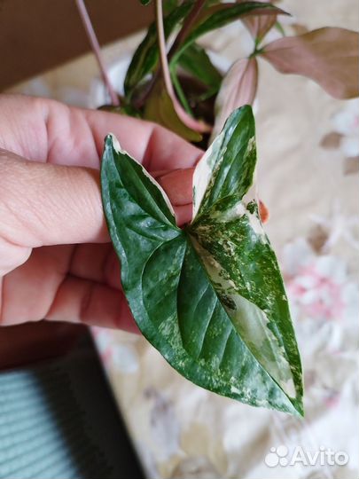 Сингониумы