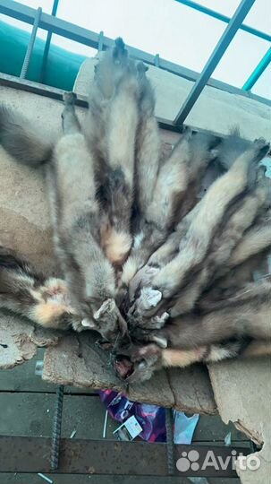 Еноты пушнина