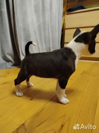 Щенки басенджи