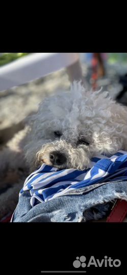 Бишон фризе вязка кобель