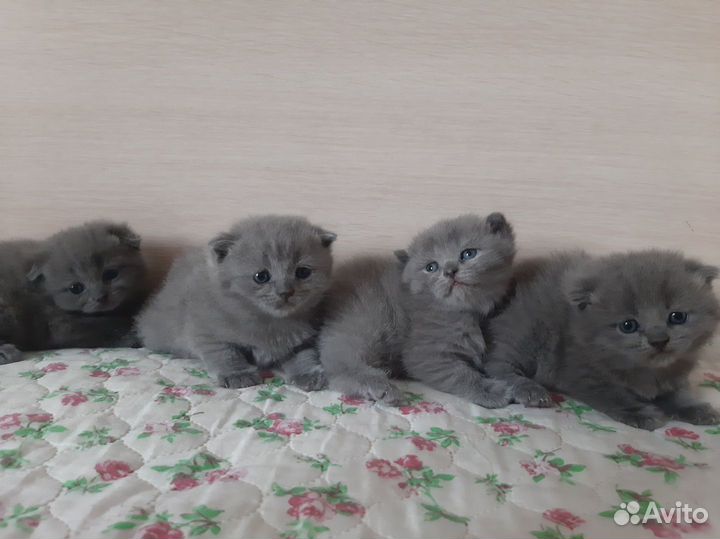 Британские котята