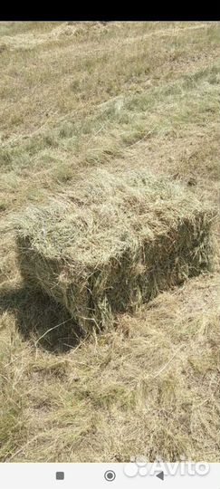 Сено в тюках