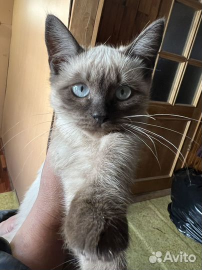 Котята девочка