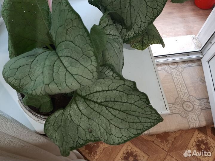 Бруннера растения