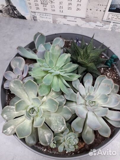 Флорариум суккуленты