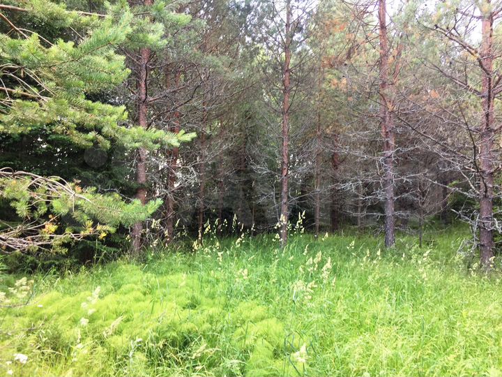 Участок 50 сот. (ИЖС)