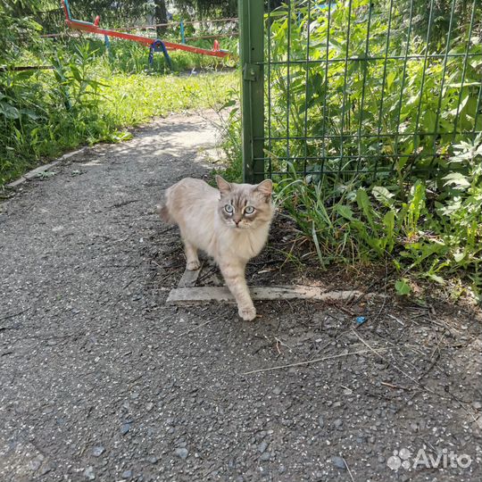 Кот/Кошка в добрые руки