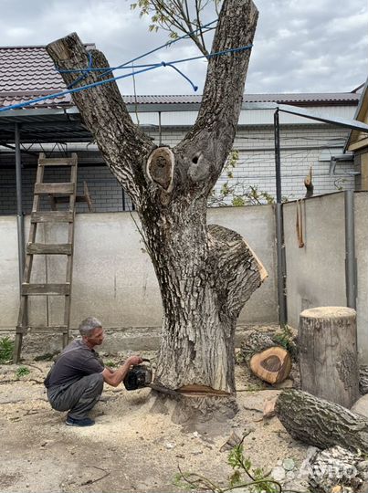 Спил деревьев