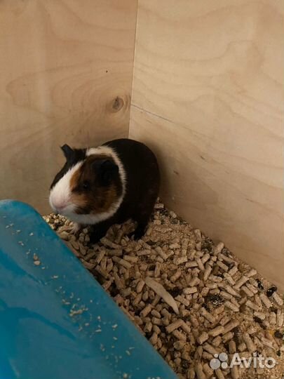 Морские свинки девочки скинни и обычные