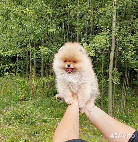 Мини шпиц девочка